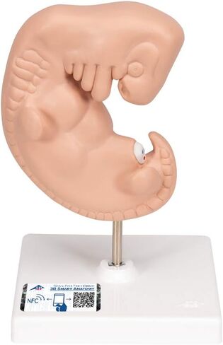 3B Scientific L15 Embryo 25x life size - 3B Smart Anatomy in Saudi Arabia