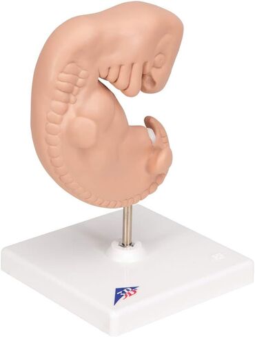 3B Scientific L15 Embryo 25x life size - 3B Smart Anatomy in Saudi Arabia