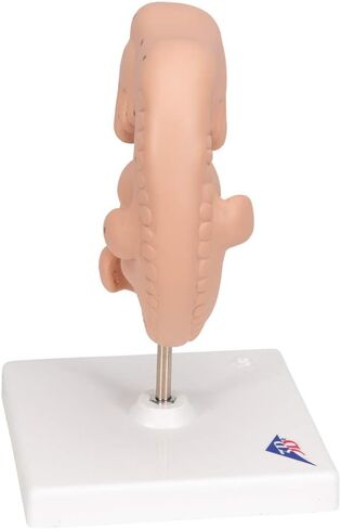 3B Scientific L15 Embryo 25x life size - 3B Smart Anatomy in Saudi Arabia