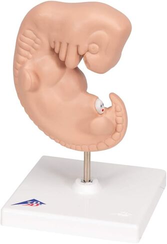 3B Scientific L15 Embryo 25x life size - 3B Smart Anatomy in Saudi Arabia