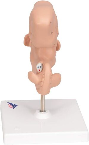 3B Scientific L15 Embryo 25x life size - 3B Smart Anatomy in Saudi Arabia