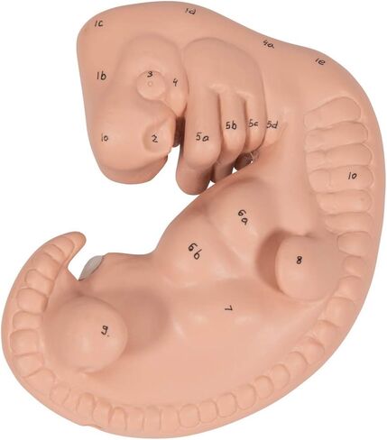 3B Scientific L15 Embryo 25x life size - 3B Smart Anatomy in Saudi Arabia
