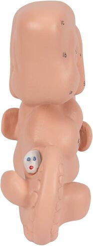 3B Scientific L15 Embryo 25x life size - 3B Smart Anatomy in Saudi Arabia