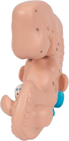 3B Scientific L15 Embryo 25x life size - 3B Smart Anatomy in Saudi Arabia