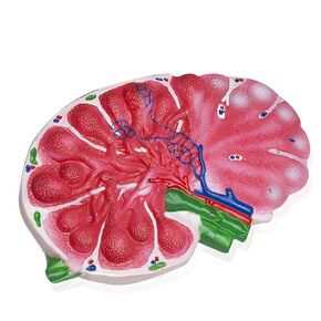 Vision Scientific VAC475 Human Lymph Node | Greatly Enlarged and Detailed | Features are Numbered and Key is Included