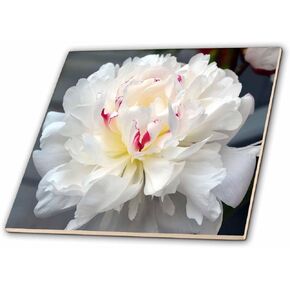 3dRose ct_22388_1 A Perfect Peony White Peony Flower Ceramic Tile, 4-Inch