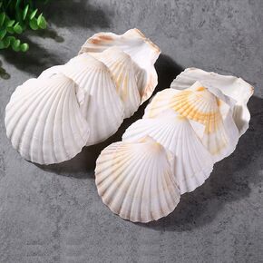 QEQEKAKA 8PCS Sea Shells for Craft 3‘’-4'’ Natural White Hawaiian Scallop Shells for Baking DIY Craft Home Vase Fillers & Beach Wedding Party Decor