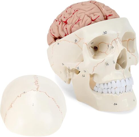 LYOU Human Skull Model for Learning (Skull Model with Brain) in Saudi Arabia
