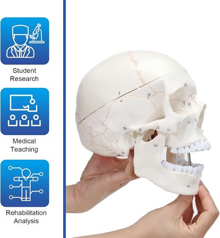 LYOU Human Skull Model for Learning (Skull Model with Brain) in Saudi Arabia