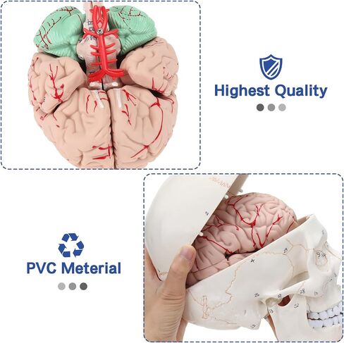 LYOU Human Skull Model for Learning (Skull Model with Brain) in Saudi Arabia