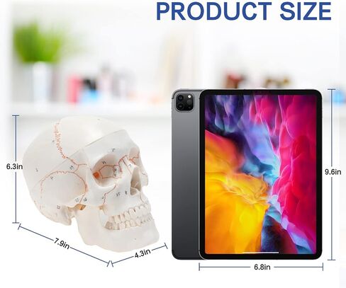 LYOU Human Skull Model for Learning (Skull Model with Brain) in Saudi Arabia