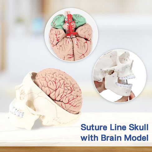 LYOU Human Skull Model for Learning (Skull Model with Brain) in Saudi Arabia