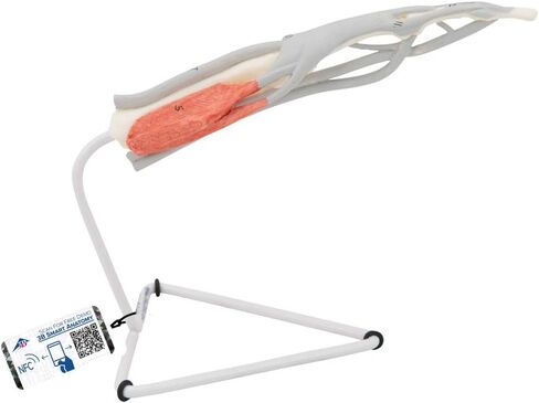 3B Scientific M19 نموذج هيكل الإصبع الداخلي - 3B التشريح الذكي in Kuwait