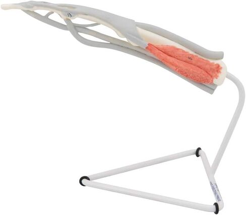 3B Scientific M19 نموذج هيكل الإصبع الداخلي - 3B التشريح الذكي in Kuwait