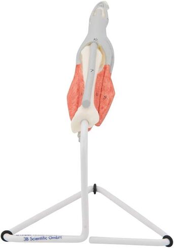 3B Scientific M19 نموذج هيكل الإصبع الداخلي - 3B التشريح الذكي in Kuwait