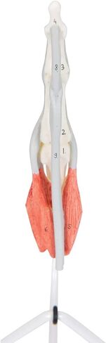 3B Scientific M19 نموذج هيكل الإصبع الداخلي - 3B التشريح الذكي in Kuwait