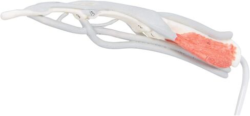 3B Scientific M19 نموذج هيكل الإصبع الداخلي - 3B التشريح الذكي in Kuwait