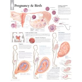 Pregnancy & Birth chart: Wall Chart