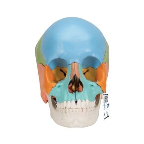 3B Scientific A291 Beauchene Skull didactic version 22-part - 3B Smart Anatomy