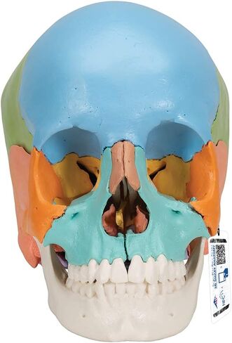 3B Scientific A291 Beauchene Skull النسخة التعليمية 22 جزءًا - 3B Smart Anatomy in Saudi Arabia