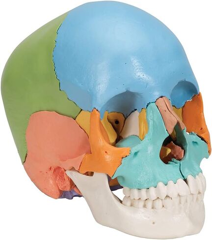 3B Scientific A291 Beauchene Skull النسخة التعليمية 22 جزءًا - 3B Smart Anatomy in Saudi Arabia