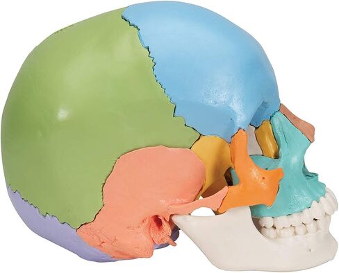 3B Scientific A291 Beauchene Skull النسخة التعليمية 22 جزءًا - 3B Smart Anatomy in Saudi Arabia