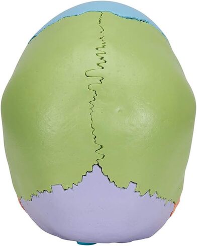 3B Scientific A291 Beauchene Skull النسخة التعليمية 22 جزءًا - 3B Smart Anatomy in Saudi Arabia