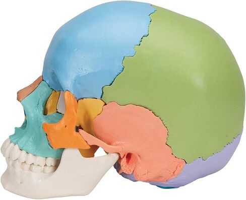 3B Scientific A291 Beauchene Skull النسخة التعليمية 22 جزءًا - 3B Smart Anatomy in Saudi Arabia