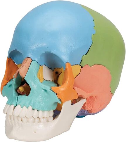 3B Scientific A291 Beauchene Skull النسخة التعليمية 22 جزءًا - 3B Smart Anatomy in Saudi Arabia