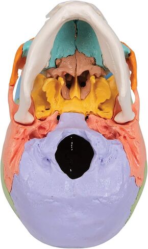 3B Scientific A291 Beauchene Skull النسخة التعليمية 22 جزءًا - 3B Smart Anatomy in Saudi Arabia