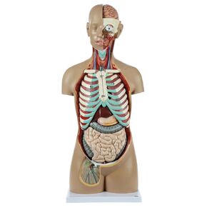 Axis Scientific Human Anatomy Torso Model with 18 Removable Organs, Detailed Product Guide Included - Unisex, Anatomy Torso, 34 Inches Tall
