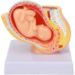 9 Month Baby Fetus Model Removable Resin Pregnancy Female Pelvis Model with Clear Structure for Colleges