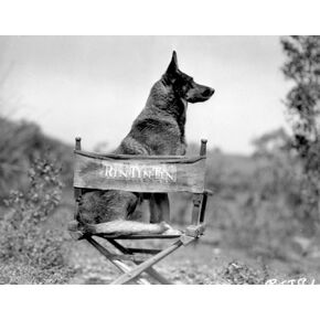 Rin Tin Tin Seated on Chair Photo Print (10 x 8)
