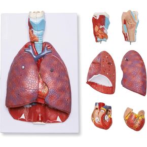نموذج تشريح الجهاز التنفسي البشري من بريسكي مكون من 7 أجزاء، نموذج الرئة البشرية القابل للإزالة يتضمن القلب والحنجرة والرئة ودليل المنتج in Kuwait