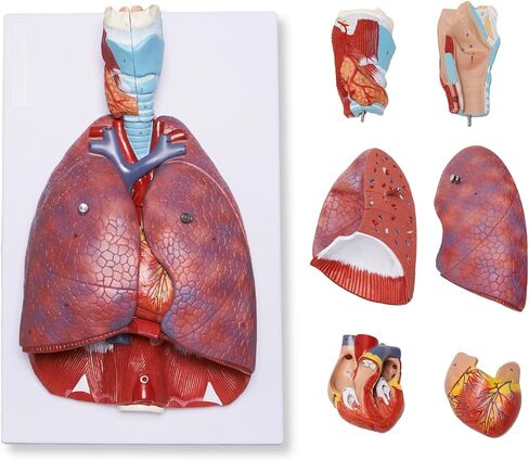 نموذج تشريح الجهاز التنفسي البشري من بريسكي مكون من 7 أجزاء، نموذج الرئة البشرية القابل للإزالة يتضمن القلب والحنجرة والرئة ودليل المنتج in Kuwait