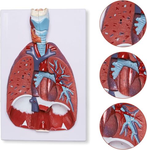 نموذج تشريح الجهاز التنفسي البشري من بريسكي مكون من 7 أجزاء، نموذج الرئة البشرية القابل للإزالة يتضمن القلب والحنجرة والرئة ودليل المنتج in Kuwait