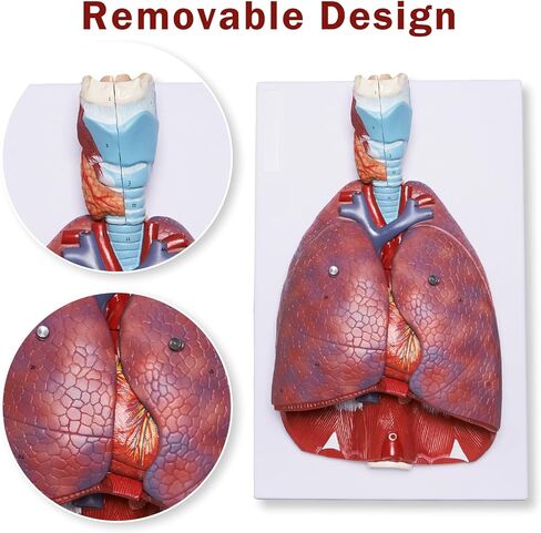 نموذج تشريح الجهاز التنفسي البشري من بريسكي مكون من 7 أجزاء، نموذج الرئة البشرية القابل للإزالة يتضمن القلب والحنجرة والرئة ودليل المنتج in Kuwait