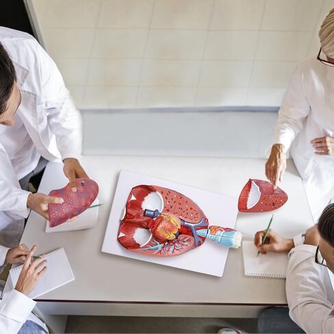 نموذج تشريح الجهاز التنفسي البشري من بريسكي مكون من 7 أجزاء، نموذج الرئة البشرية القابل للإزالة يتضمن القلب والحنجرة والرئة ودليل المنتج in Kuwait