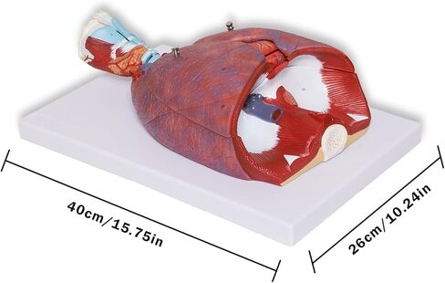 نموذج تشريح الجهاز التنفسي البشري من بريسكي مكون من 7 أجزاء، نموذج الرئة البشرية القابل للإزالة يتضمن القلب والحنجرة والرئة ودليل المنتج in Kuwait