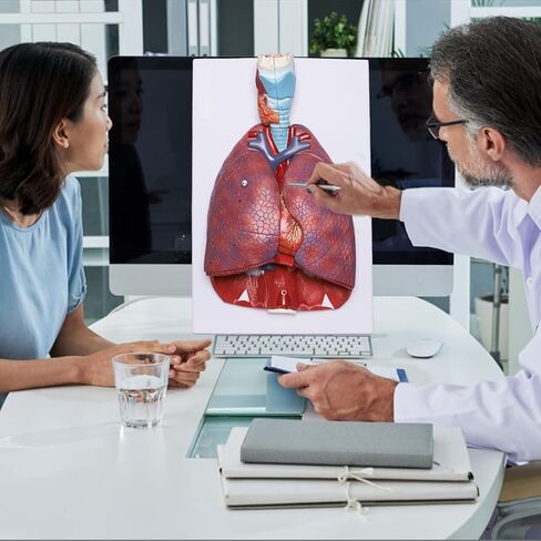 نموذج تشريح الجهاز التنفسي البشري من بريسكي مكون من 7 أجزاء، نموذج الرئة البشرية القابل للإزالة يتضمن القلب والحنجرة والرئة ودليل المنتج in Kuwait