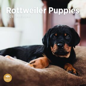 2024 Rottweiler Puppies Monthly Wall Calendar by Bright Day, 12 x 12 Inch Cute Dog Breed Gift