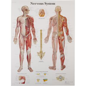 3B Scientific VR1620UU مخطط تشريحي للجهاز العصبي الورقي اللامع، مقاس الملصق 20 بوصة عرض × 26 بوصة ارتفاع in Kuwait