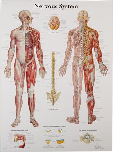 3B Scientific VR1620UU مخطط تشريحي للجهاز العصبي الورقي اللامع، مقاس الملصق 20 بوصة عرض × 26 بوصة ارتفاع in Kuwait