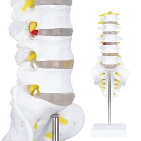 Human Spine Anatomy Model - 1:1 Life Size Lumbar Vertebrae Sacrum Coccyx & Nerves Anatomical Spinal Column for Chiropractor School Medical Student Study Teaching Demonstration