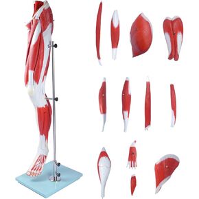 نموذج تشريح الإنسان من بريسكي نموذج عضلات الساق 13 جزءًا بالحجم الطبيعي نموذج الساق نموذج العضلات تفاصيل العضلات والشرايين والأوردة لدراسة عرض التدريس الطبي in Kuwait