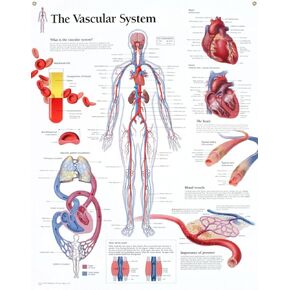 The Endocrine System chart: Laminated Wall Chart