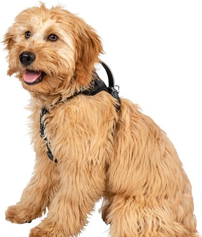 No Pull Comfort Harness - Medium in Saudi Arabia