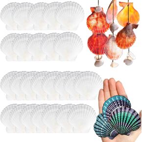 25 PCS White Scallop Shells for Crafts - 2-3 Inch White Seashell Large Shells for Crafts DIY Painting Beaching Wedding Decoration Home Decor Seashells Bulk