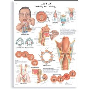 3B Scientific VR1248L ورق مصقول لامع مخطط تشريحي للحنجرة، حجم الملصق 20 بوصة عرض × 26 بوصة ارتفاع in Kuwait