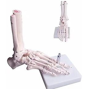 Human Anatomical Skeleton Foot Model Life Size